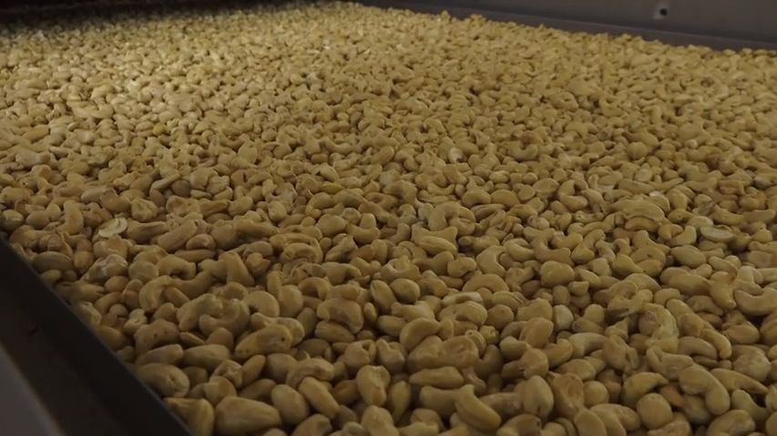 Největší pytle arašídů, jaké si umíte představit. Takhle se zpracovávají ořechy